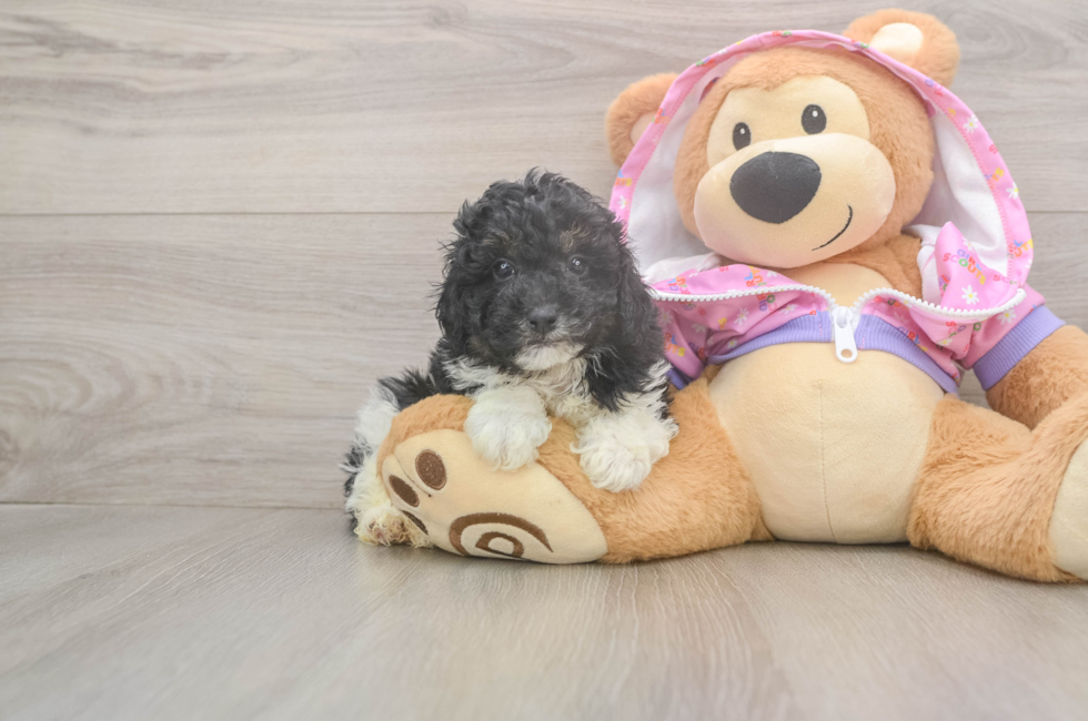 5 week old Poodle Puppy For Sale - Puppy Love PR