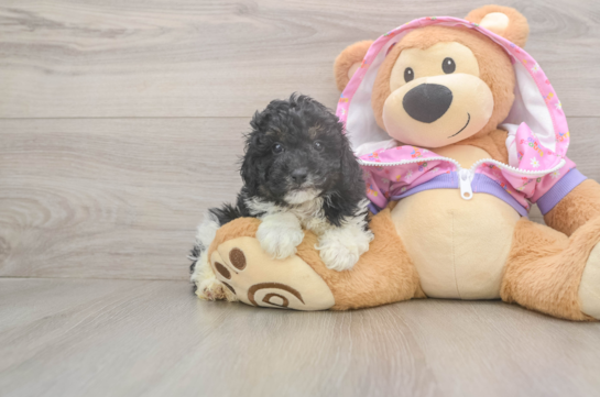 Poodle Puppy for Adoption