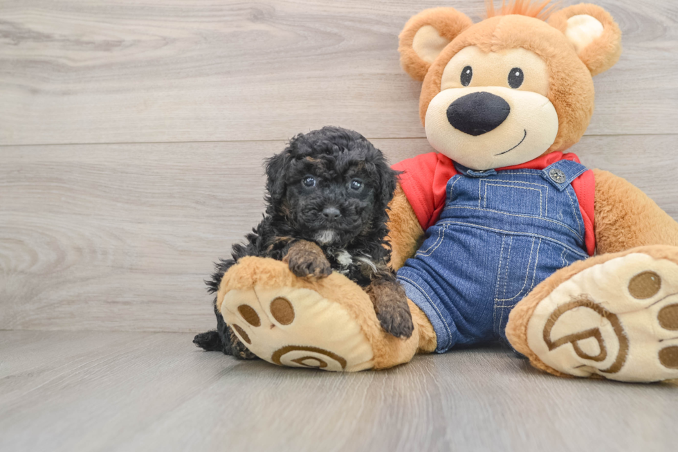 Friendly Poodle Purebred Pup