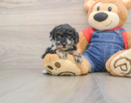 6 week old Poodle Puppy For Sale - Puppy Love PR