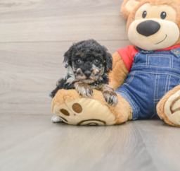7 week old Poodle Puppy For Sale - Puppy Love PR