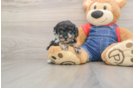 Poodle Puppy for Adoption