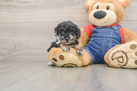 Poodle Puppy for Adoption
