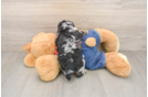 Best Poodle Baby
