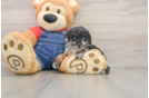 Poodle Puppy for Adoption