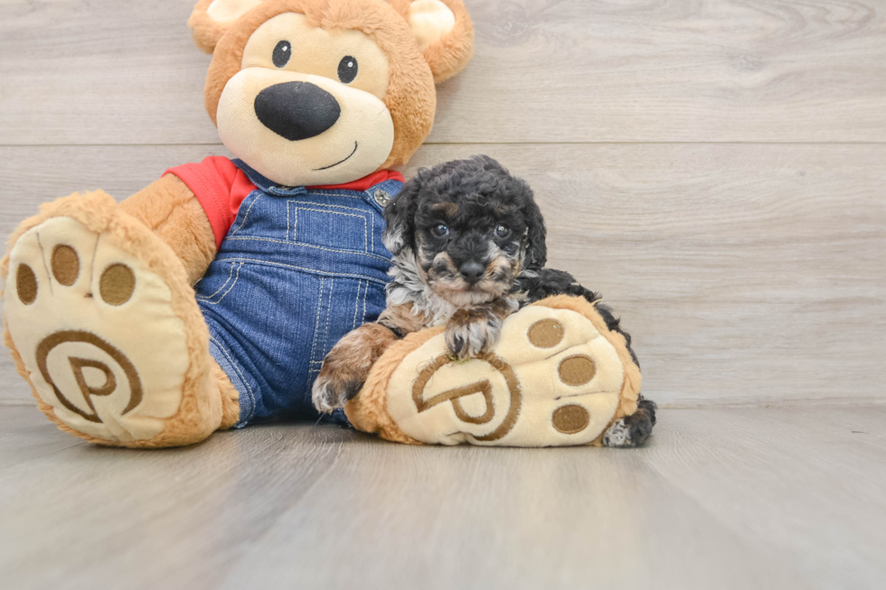Poodle Puppy for Adoption