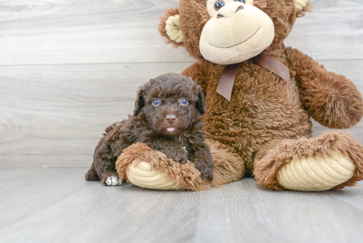 Meet Hershel - our Poodle Puppy Photo 1/3 - Puppy Love PR Best Poodle Baby
