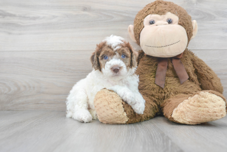 Meet Hershe - our Poodle Puppy Photo 1/3 - Puppy Love PR Cute Poodle Baby