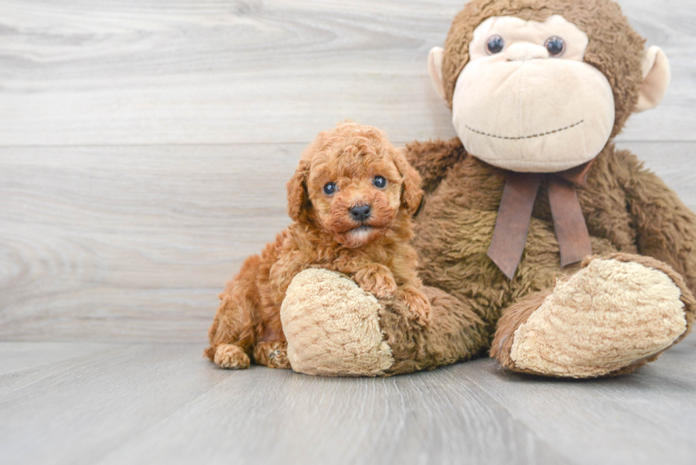 Funny Poodle Baby