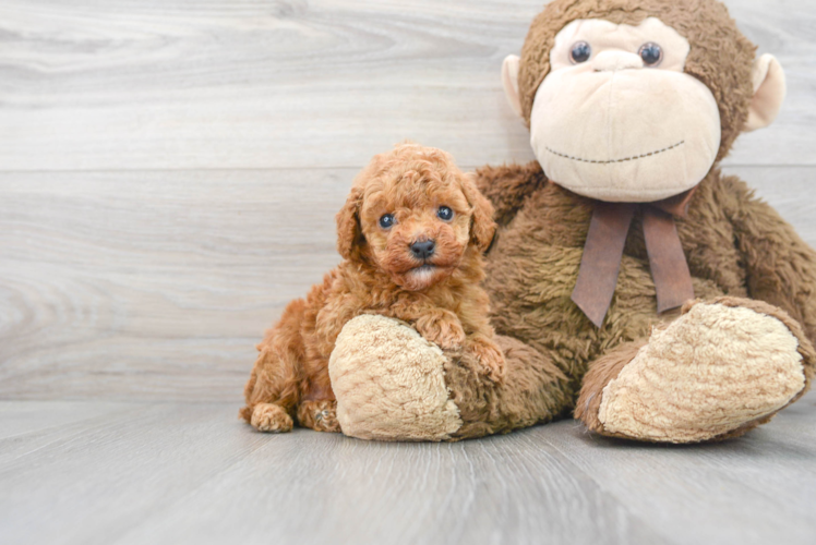 Meet Hershel - our Poodle Puppy Photo 1/3 - Puppy Love PR Funny Poodle Baby