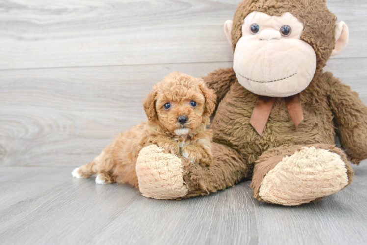 Poodle Pup Being Cute