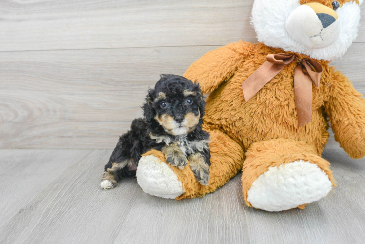 Petite Pudle Purebred Puppy