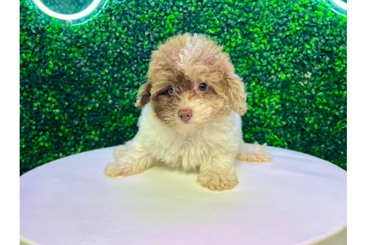 Poodle Pup Being Cute