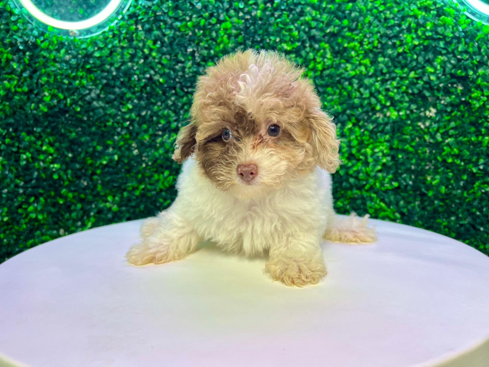 Poodle Pup Being Cute
