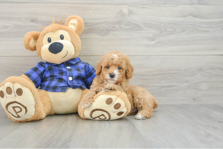 Best Poodle Baby
