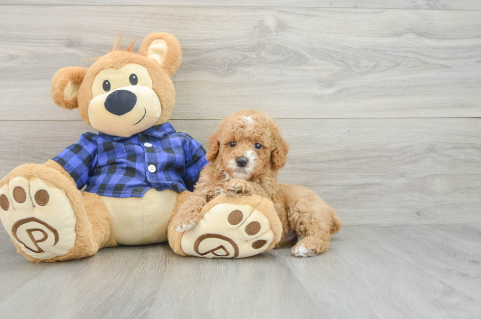 7 week old Poodle Puppy For Sale - Puppy Love PR