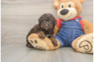 Playful Poodle Purebred Pup