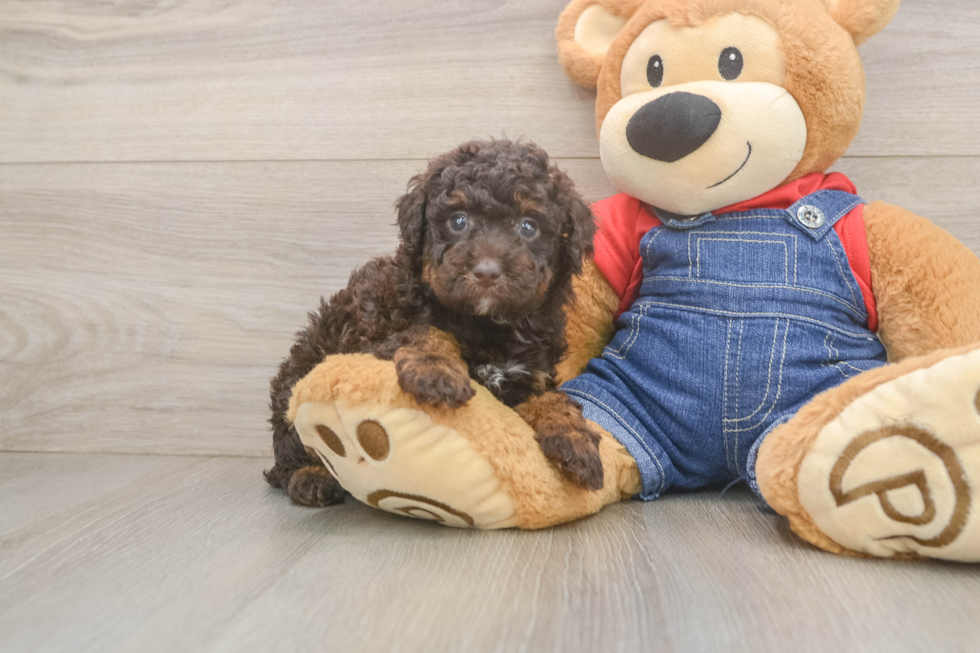 Playful Poodle Purebred Pup