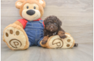 Adorable Caniche Purebred Puppy