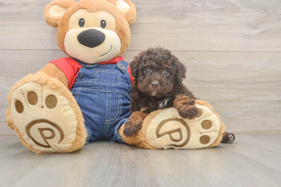 Adorable Caniche Purebred Puppy