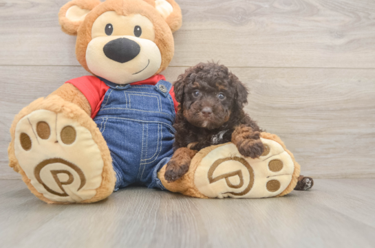 Adorable Caniche Purebred Puppy