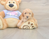 8 week old Poodle Puppy For Sale - Puppy Love PR