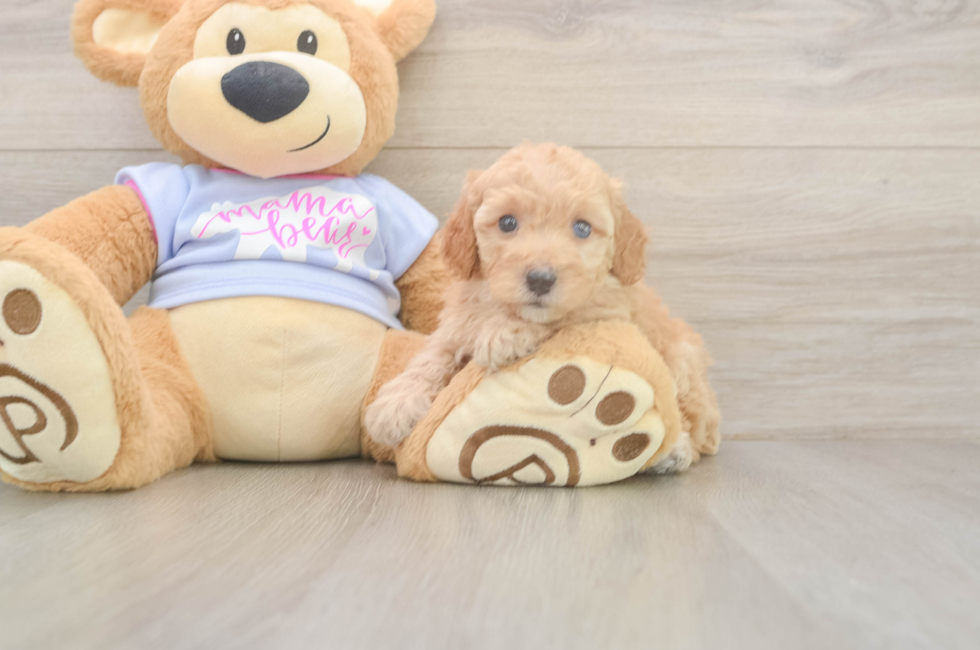 5 week old Poodle Puppy For Sale - Puppy Love PR