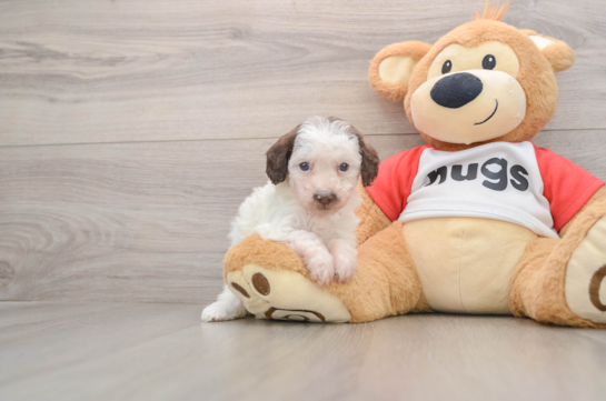 Poodle Puppy for Adoption