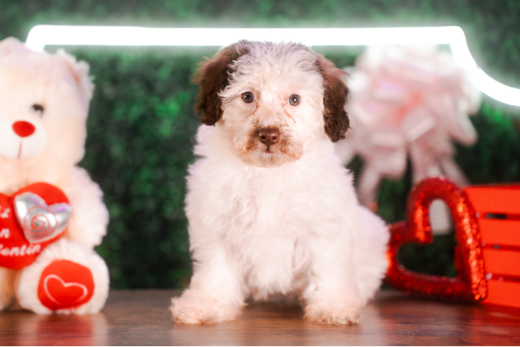 Cute Pudel Purebred Puppy