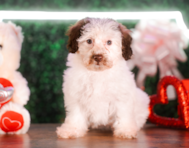 10 week old Poodle Puppy For Sale - Puppy Love PR