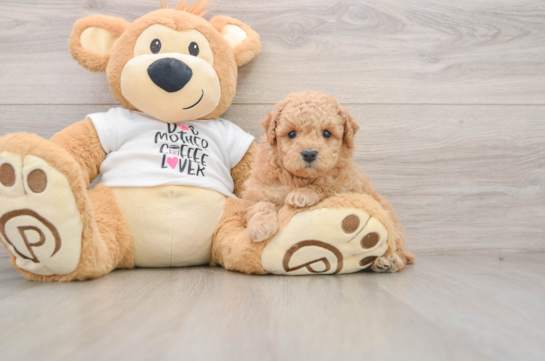 Sweet Pudel Purebred Puppy