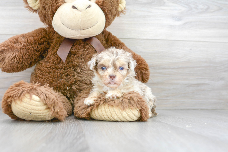 Cute Poodle Purebred Pup