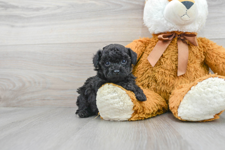 Meet Hilton - our Poodle Puppy Photo 1/3 - Puppy Love PR Little Poodle Baby