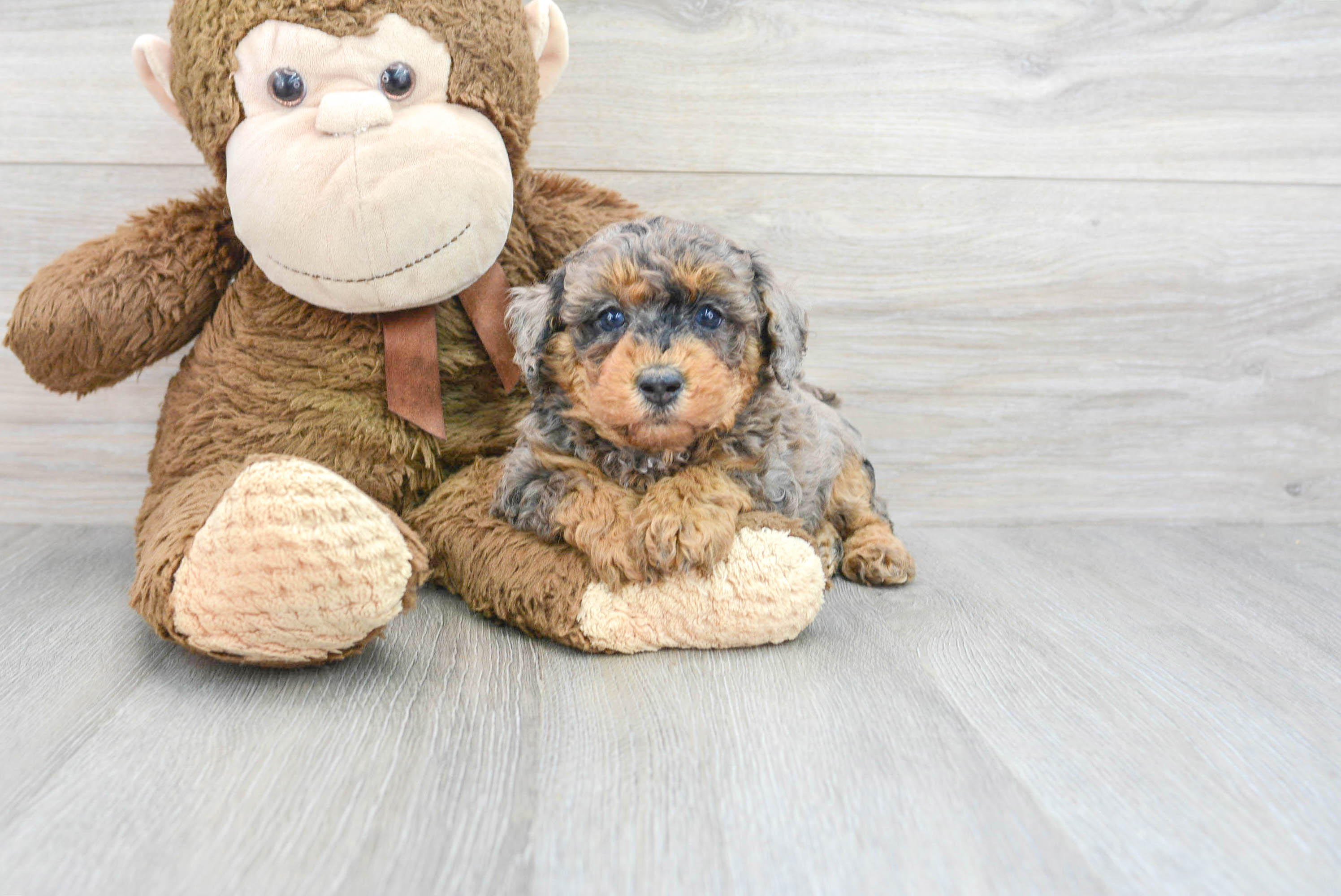 Popular Poodle Baby