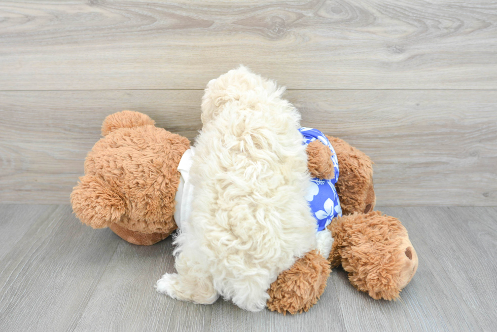 Playful Poodle Purebred Pup