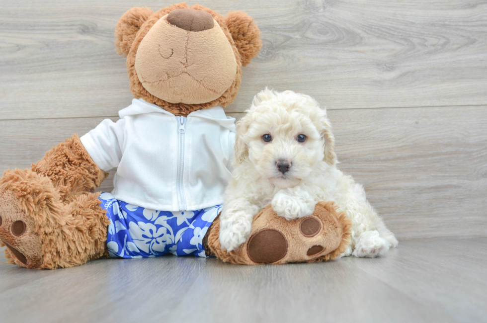 7 week old Poodle Puppy For Sale - Puppy Love PR
