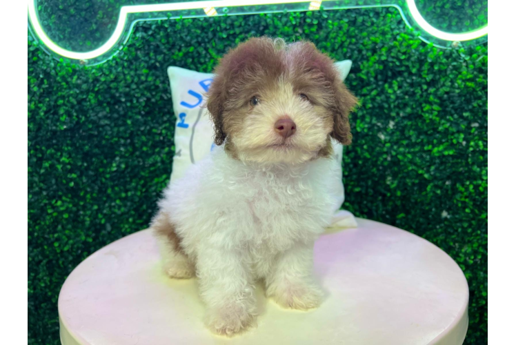 Meet Holden - our Poodle Puppy Photo 1/4 - Puppy Love PR Poodle Pup Being Cute