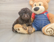 7 week old Poodle Puppy For Sale - Puppy Love PR