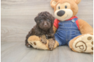 Friendly Poodle Purebred Pup