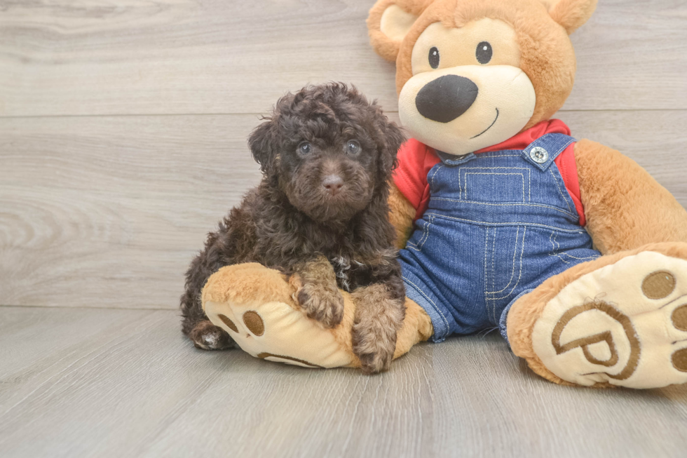 Friendly Poodle Purebred Pup
