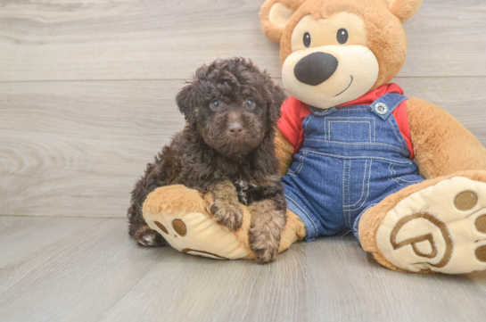 Friendly Poodle Purebred Pup