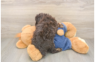 Happy Caniche Purebred Puppy