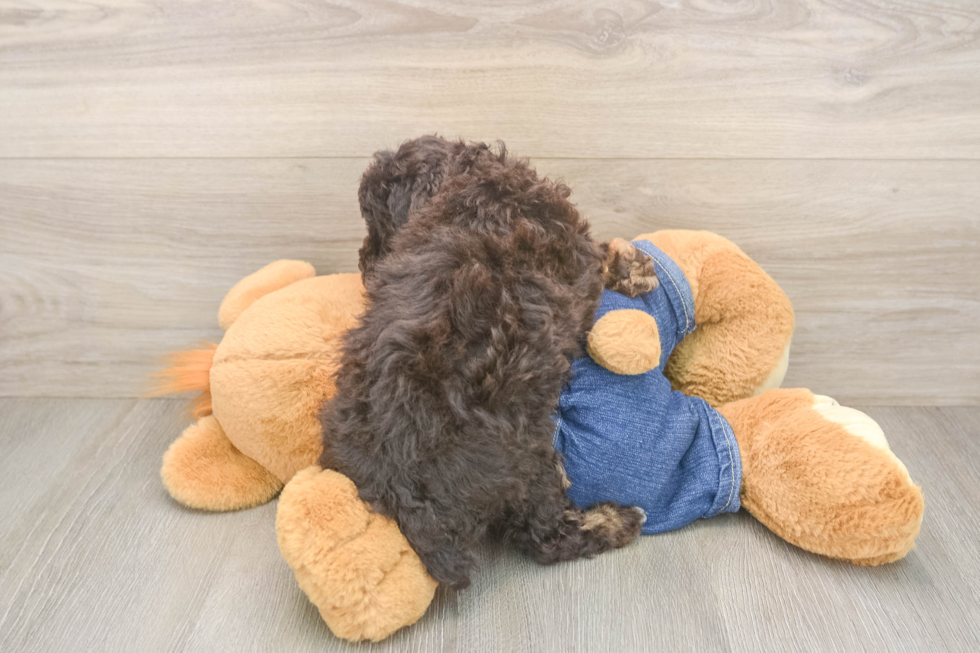 Happy Caniche Purebred Puppy