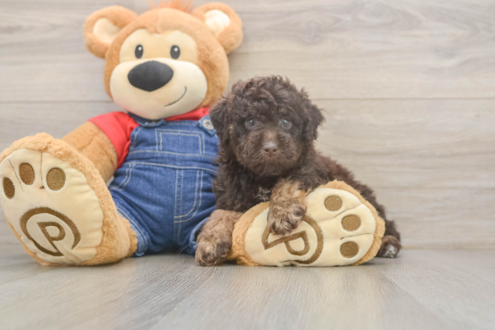 Cute Pudel Purebred Puppy