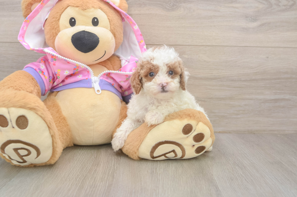 7 week old Poodle Puppy For Sale - Puppy Love PR