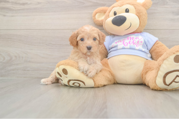 Poodle Pup Being Cute