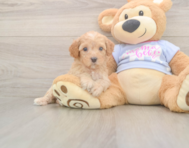 8 week old Poodle Puppy For Sale - Puppy Love PR