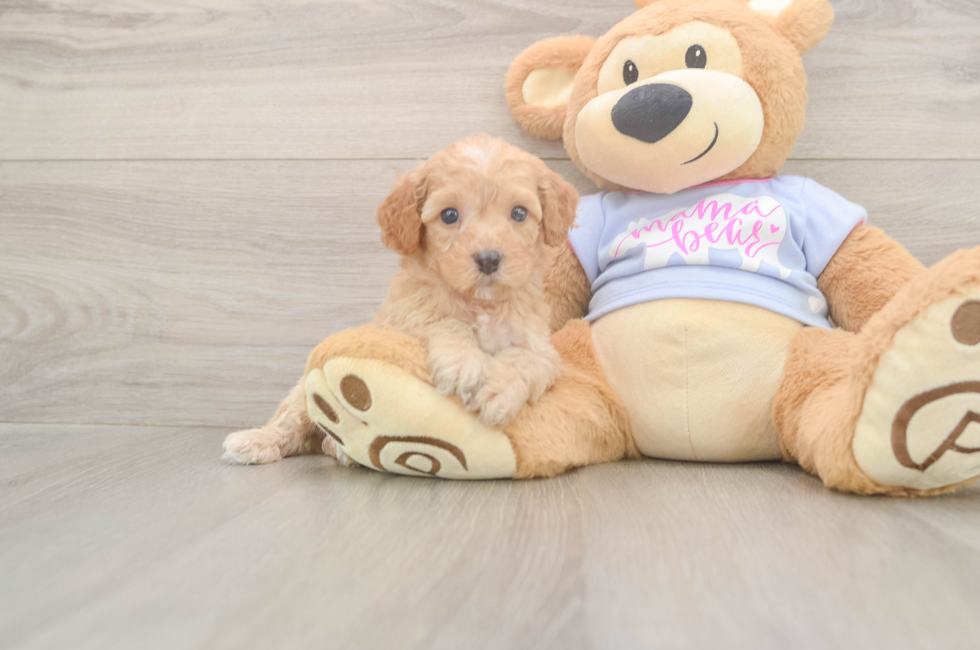 5 week old Poodle Puppy For Sale - Puppy Love PR