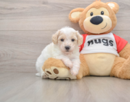6 week old Poodle Puppy For Sale - Puppy Love PR