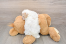 Small Poodle Purebred Pup